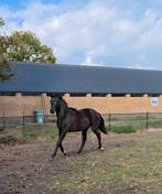 Toekomstige zwarte dressuurtopper te koop!, Dieren en Toebehoren, Paarden, Merrie, Dressuurpaard, 0 tot 2 jaar, 160 tot 165 cm