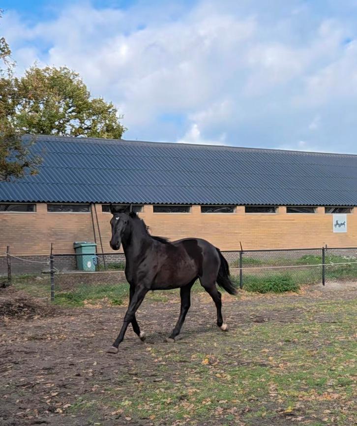 Toekomstige zwarte dressuurtopper te koop!, Dieren en Toebehoren, Paarden, Merrie, Onbeleerd, 160 tot 165 cm, 0 tot 2 jaar, Dressuurpaard