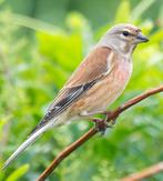 Kneu, appelvink en kleine barmsijs, Dieren en Toebehoren, Meerdere dieren, Wildzangvogel, Geringd