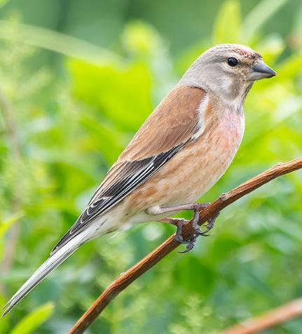 Kneu, appelvink en kleine barmsijs, Dieren en Toebehoren, Vogels | Overige Vogels, Wildzangvogel, Meerdere dieren, Geringd