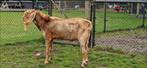 Lieve rustige nubische bok, Dieren en Toebehoren, Schapen, Geiten en Varkens, Mannelijk, Geit