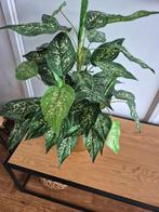 Prachtige zijde plant., In pot, Minder dan 100 cm, Groene kamerplant, Halfschaduw