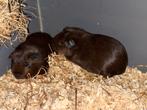 2 goud agouti beertjes Gratis, Dieren en Toebehoren, Knaagdieren, Cavia, Mannelijk, Tam, September
