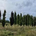 Zuilbeuken rood en groen, Tuin en Terras, Planten | Bomen, Ophalen, Bloeit niet, Halfschaduw, Overige soorten