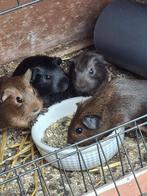 Cavia’s te koop, Cavia, Augustus, Meerdere dieren, Tam