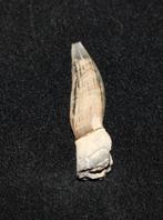 Haaientand (Rog) Boven-Krijt, Verzamelen, Ophalen of Verzenden, Fossiel