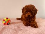Prachtıge toy poedel pups, Poedel, Rabiës (hondsdolheid), 15 weken tot 1 jaar, Reu