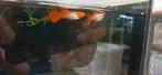 Pearl Snakeskin (Koi)  Redcap Guppen, Vis