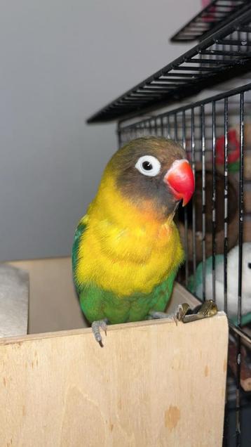 Agapornis personata beschikbaar voor biedingen