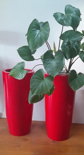 2 grote hoge rode hoogglans polyester potten izgs beschikbaar voor biedingen