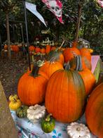 Pompoenen & Kalebassen - Eetbaar, Sier, Halloween, Ophalen, Volle zon, Eenjarig, Fruitplanten