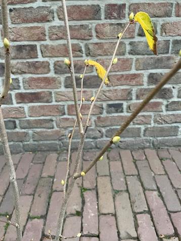 Schijnhazelaar beschikbaar voor biedingen