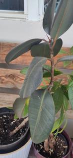 Ficus, Huis en Inrichting, Kamerplanten, Groene kamerplant, Ophalen, Ficus, Minder dan 100 cm