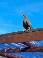 Takla arab.kadir  alkmaar, Dieren en Toebehoren, Vogels | Duiven