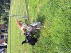Jersey giant kippen, Dieren en Toebehoren, Pluimvee, Vrouwelijk, Kip