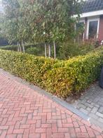 Gratis op te halen: Beukenhaag, Ophalen, Beukenhaag, 100 tot 250 cm