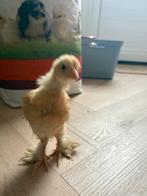 6 schattige kuikentjes, Dieren en Toebehoren, Januari, Meerdere dieren