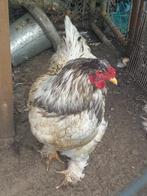 2 blauwbonte groothoen Brahma hanen, Dieren en Toebehoren, Pluimvee, Mannelijk, Kip