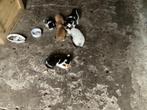 Boerderijkittens, Dieren en Toebehoren, Katten en Kittens | Overige Katten, Poes