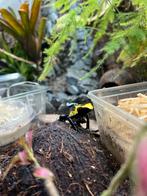 Dendrobates tinctorius citronella 1 volwassen man, Amfibie