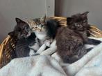 Prachtige kittens Ragdoll x Heilige Birmaan x EKH, Dieren en Toebehoren, Katten en Kittens | Raskatten | Langhaar, Meerdere dieren