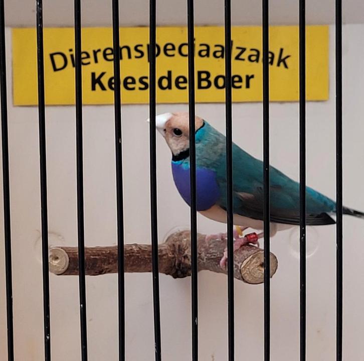 Blauwe gould amadine man, Dieren en Toebehoren, Vogels | Overige Vogels, Mannelijk, Geringd