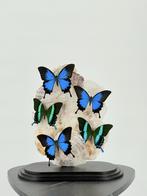 Opgezette Zwaluwstaartvlinders onder stolp - Wildernis Ateli, Ophalen of Verzenden, Nieuw, Opgezet dier