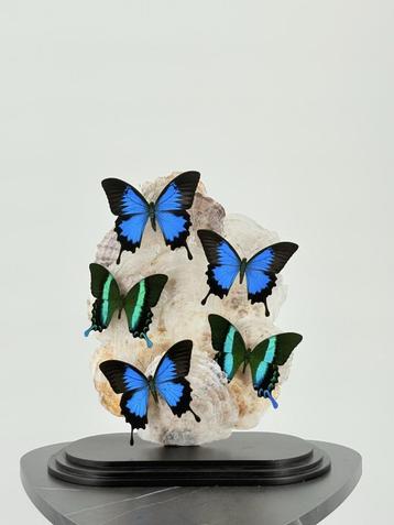 Opgezette Zwaluwstaartvlinders onder stolp - Wildernis Ateli beschikbaar voor biedingen