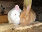 2 jonge konijntjes (vrouwtjes) + eventueel konijnenhok + ren, Dieren en Toebehoren, Konijnen, Vrouwelijk, Klein, 0 tot 2 jaar