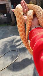 0.1 Triple het. Heterodon nasicus red albino, Dieren en Toebehoren, Reptielen en Amfibieën, Slang, 3 tot 6 jaar