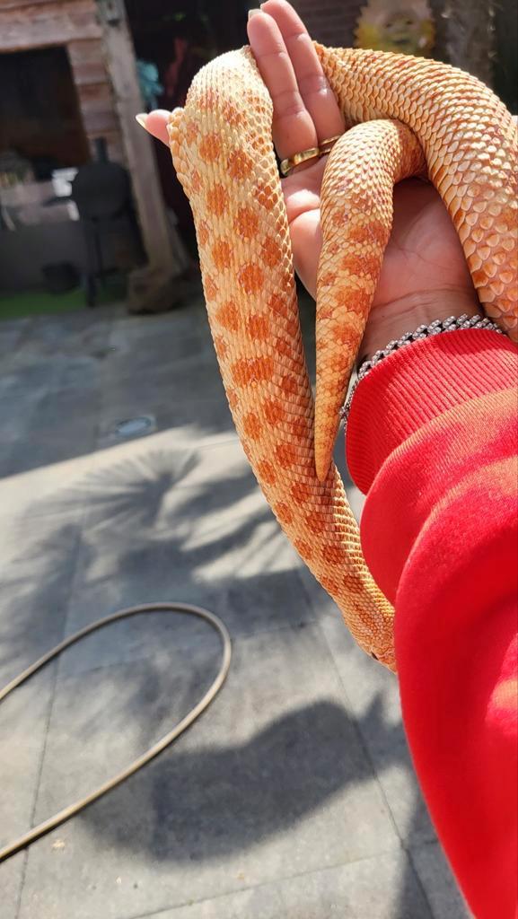 0.1 Triple het. Heterodon nasicus red albino