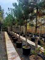 Pinus Nigra Oostenrijkse den🌳, Ophalen, Bloeit niet, Volle zon, Overige soorten