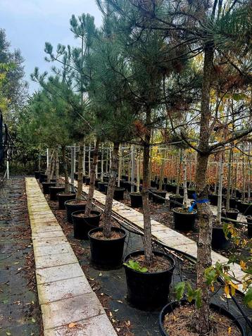 Pinus Nigra Oostenrijkse den🌳 beschikbaar voor biedingen