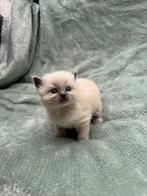 Ragdoll kittens, Dieren en Toebehoren, Katten en Kittens | Raskatten | Langhaar, Meerdere dieren, Ontwormd, 0 tot 2 jaar