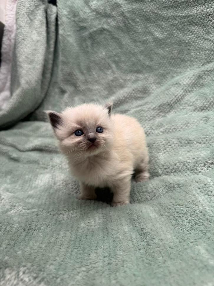 Ragdoll kittens, Dieren en Toebehoren, Katten en Kittens | Raskatten | Langhaar, Meerdere dieren, 0 tot 2 jaar, Ontwormd, Ingeënt