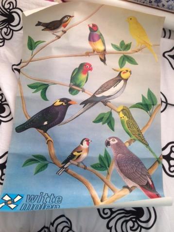 vogel reclame poster de witte molen jaren 70 80 beschikbaar voor biedingen