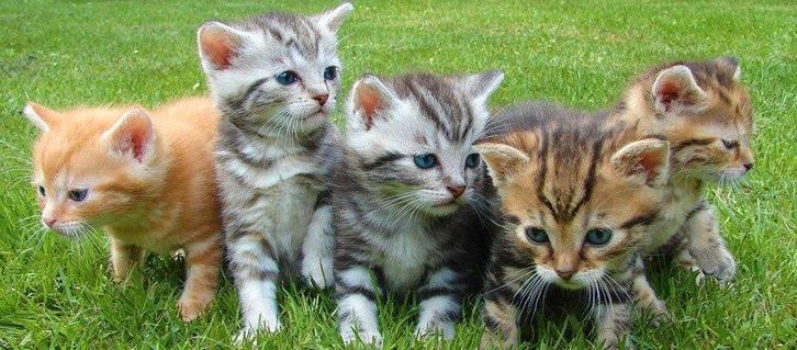 Gezocht: Binnenkat/Kitten, Dieren en Toebehoren, Katten en Kittens | Overige Katten, Kortharig, Meerdere dieren, 0 tot 2 jaar