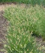 20 laag Lampepoetser siergras ‘Little Bunny’  € 50.00, Volle zon, Vaste plant, Siergrassen, Ophalen of Verzenden