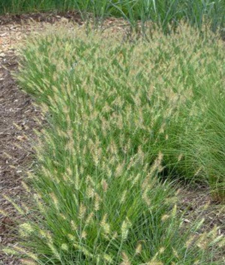 20 laag Lampepoetser siergras ‘Little Bunny’  € 50.00, Tuin en Terras, Planten | Tuinplanten, Vaste plant, Siergrassen, Volle zon