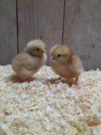 kuikens bruine legkip hennen, Dieren en Toebehoren, Pluimvee, Vrouwelijk, Kip