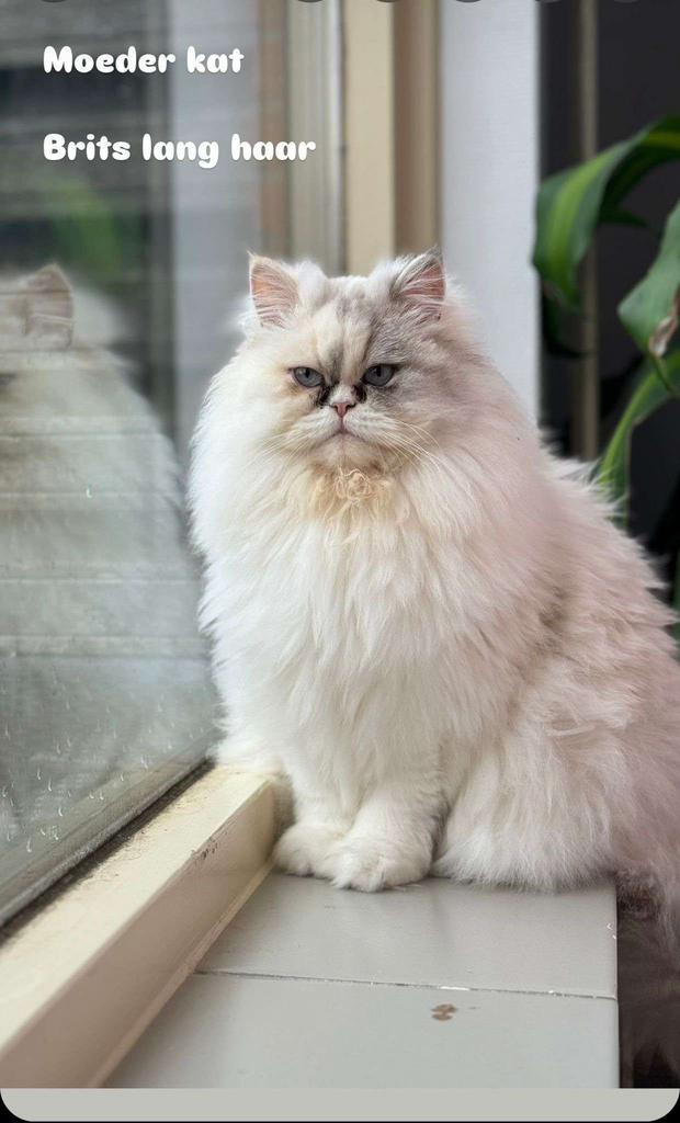 Katten langhaar, Dieren en Toebehoren, Katten en Kittens | Raskatten | Langhaar, Meerdere dieren, 0 tot 2 jaar