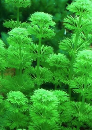 Grote bos Limnophila sessiliflora aangeboden. beschikbaar voor biedingen