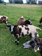 5 Zuivere Bonte fok ooien, Dieren en Toebehoren, Schapen, Geiten en Varkens, Vrouwelijk, Schaap