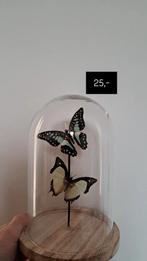 Vlinder in stolp, Ophalen of Verzenden, Nieuw, Insect, Opgezet dier