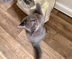 Kitens, Dieren en Toebehoren, Katten en Kittens | Overige Katten, Meerdere dieren