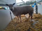 charollais ram, Mannelijk, Schaap