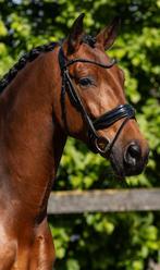 # Talentvolle 5 jarige pre ruin #, Dieren en Toebehoren, Paarden, Hengst, 0 tot 2 jaar
