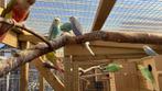 11 regenboogparkieten waarvan,. 2 broedkoppels en 7 jongen, Dieren en Toebehoren, Meerdere dieren, Tropenvogel