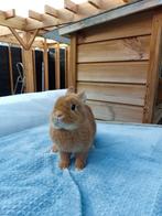Te koop mooie lieve orange kleurdwerg voedster!, Dieren en Toebehoren, Konijnen, Vrouwelijk, Dwerg, 0 tot 2 jaar
