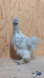 Prachtige USA zijdehoender lichtgrijs, Dieren en Toebehoren, Pluimvee, Geslacht onbekend, Kip